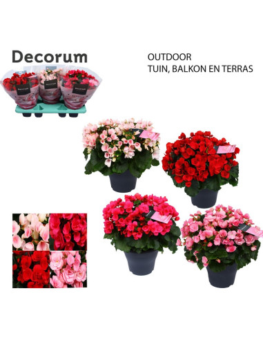 BEGONIA ELATIOR IMP MIX T19CM