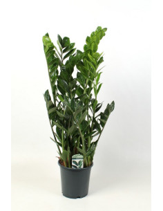 ZAMIOCULCA T21CM 90CM