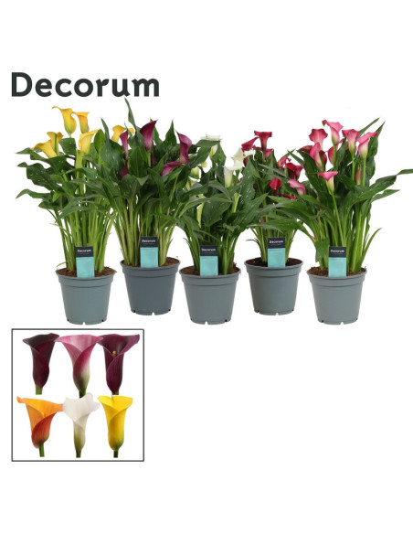 ZANTEDESCHIA MIX T17CM