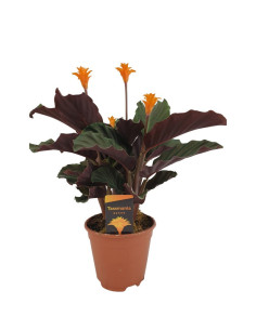 CALATHEA CROCATA T14CM