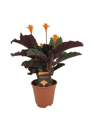 CALATHEA CROCATA T14CM