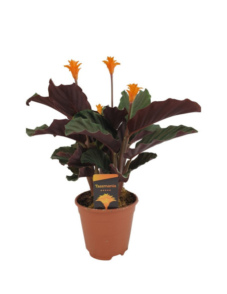 CALATHEA CROCATA T14CM