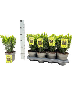 EUONYMUS JAPONICUS MICRO. AUREO. T15CM