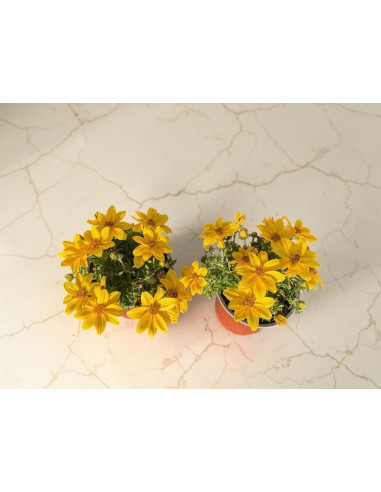 BIDENS T13CM