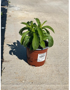 STEVIA REBAUDIANA T11CM "PLANTA DEL SUCRE"