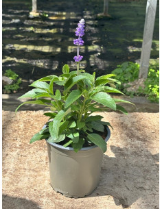 SALVIA FARINACEA T13CM
