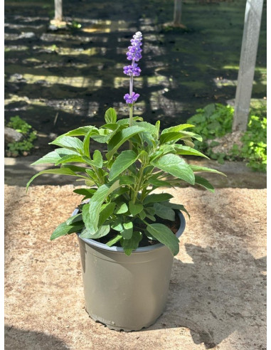 SALVIA FARINACEA T13CM