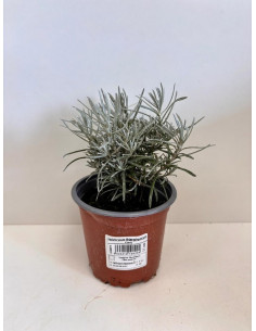 HELICHRYSUM ITALICUM CURRY T11CM