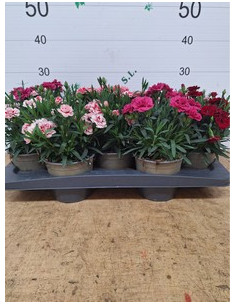 DIANTHUS CARYOPHYLLUS MIX T14CM