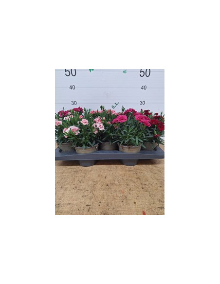 DIANTHUS CARYOPHYLLUS MIX T14CM