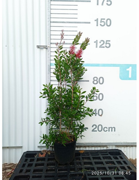 CALLISTEMON OUTBACK T10LT 40/50 FLAME FIRE