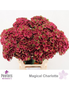 HORTENSIA IMP 60CM PREU TIJA POMX5 2