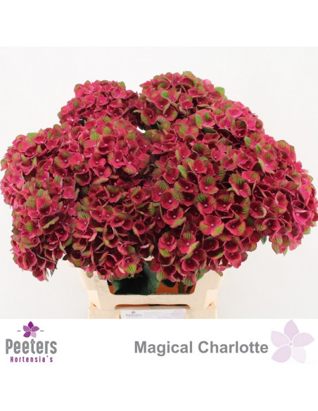 HORTENSIA IMP 60CM PREU TIJA POMX5