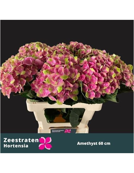 HORTENSIA IMP 60CM PREU TIJA POMX5