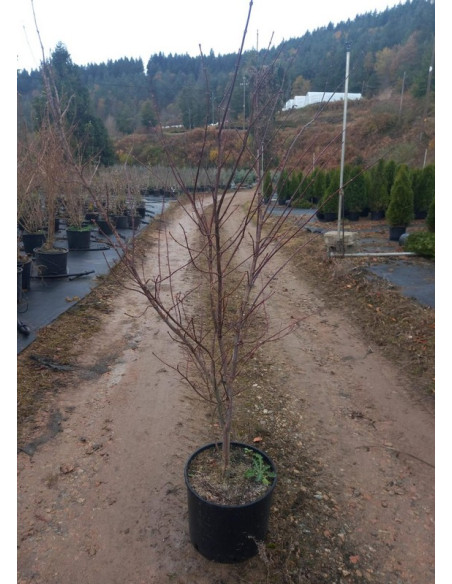 ACER PALMATUM ATROPURPUREUM T5LT