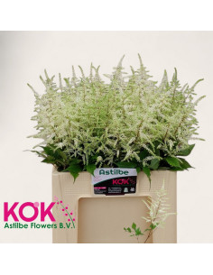 ASTILBE MIX PREU TIJA POMX10