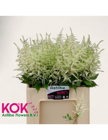 ASTILBE MIX PREU TIJA POMX10