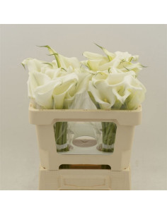 CALA WHITE MAMBO 50CM BLANCA PREU TIJA POMX10