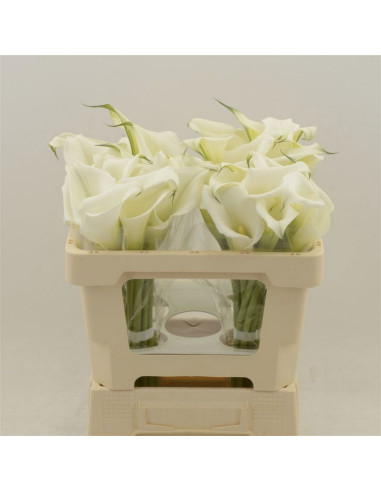 CALA WHITE MAMBO 50CM BLANCA PREU TIJA POMX10