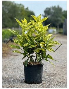 AUCUBA JAPONICA T30LT 100/120cm