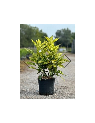 AUCUBA JAPONICA T30LT 100/120cm