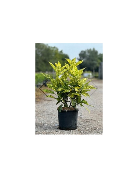 AUCUBA JAPONICA T30LT 100/120cm
