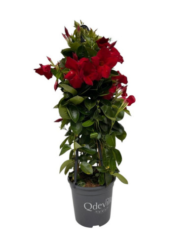 DIPLADENIA ARBUSTIVA T17CM PIRAMIDE