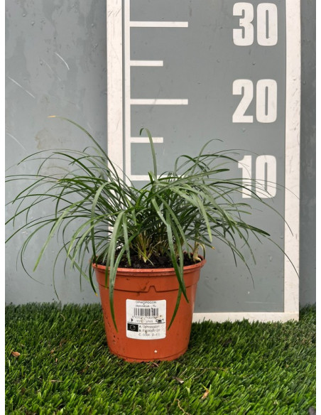 OPHIOPOGON JABURAN T2LT