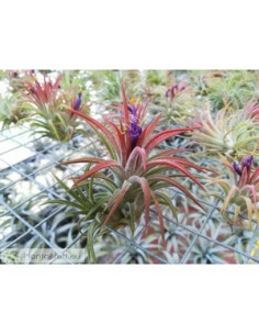 TILLANDSIA IONANTHA MEXICO CLUMB
