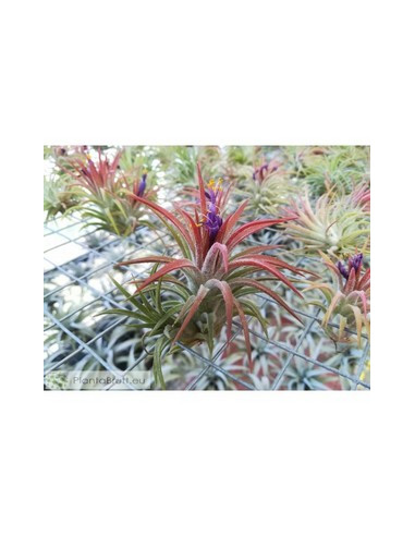 TILLANDSIA IONANTHA MEXICO CLUMB