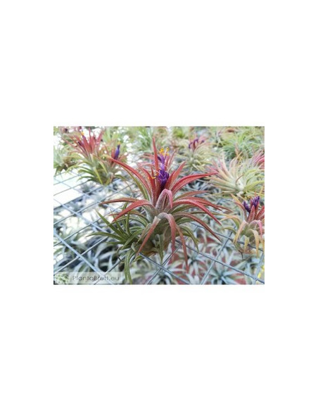 TILLANDSIA IONANTHA MEXICO CLUMB