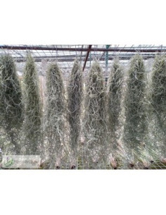 TILLANDSIA USNEOIDES BOLA
