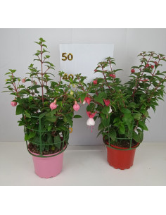 FUCHSIA X HIBRIDA T14CM