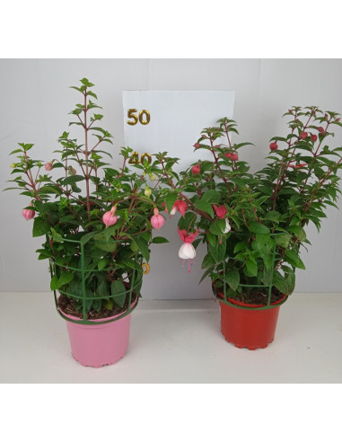 FUCHSIA X HIBRIDA T14CM