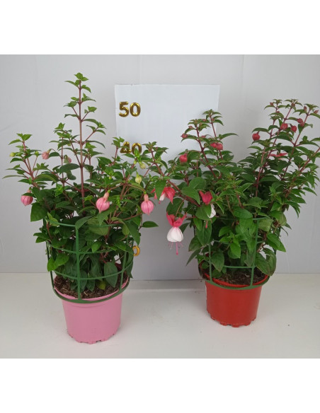 FUCHSIA X HIBRIDA T14CM