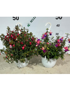 FUCHSIA X HYBRIDA T18CM PENJADOR
