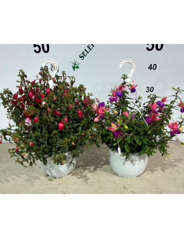 FUCHSIA X HYBRIDA T18CM PENJADOR