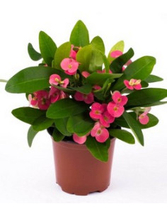 EUPHORBIA TRIGONA RUBRA IMP T12CM