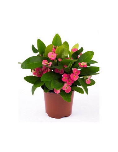 EUPHORBIA TRIGONA RUBRA IMP T12CM