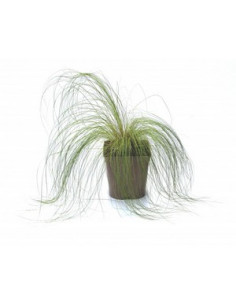 STIPA CALAMAGROSTIS T2LT 2