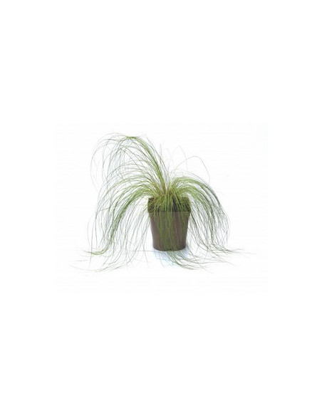 STIPA CALAMAGROSTIS T2LT