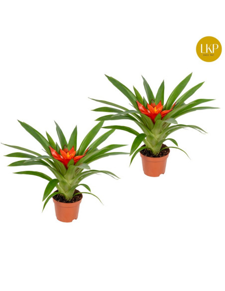 GUZMANIA T9CM MIX