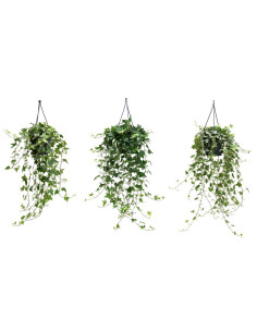 HEDERA MIX T19CM PENJADOR