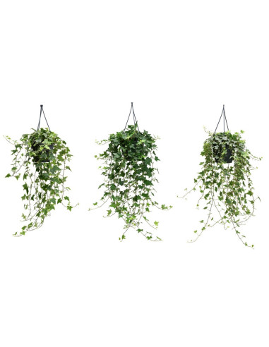 HEDERA MIX T19CM PENJADOR