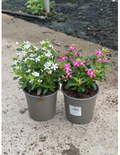 CATHARANTHUS ROSEUS SOIREE T13CM VINCA FLOR MINI