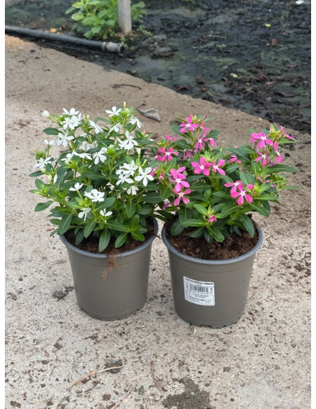 CATHARANTHUS ROSEUS SOIREE T13CM VINCA FLOR MINI