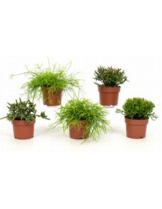 RHIPSALIS IMP T14CM PENJADOR