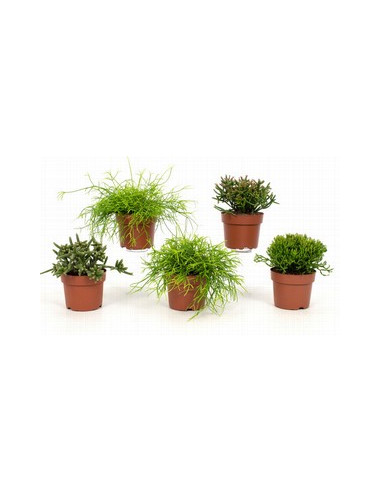 RHIPSALIS IMP T14CM PENJADOR
