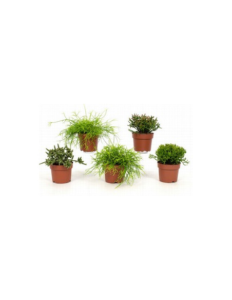 RHIPSALIS IMP T14CM PENJADOR