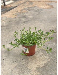 LIPPIA REPENS T11CM
